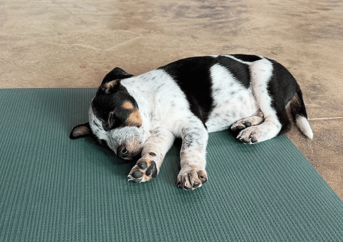 Toula Tales from the Mat